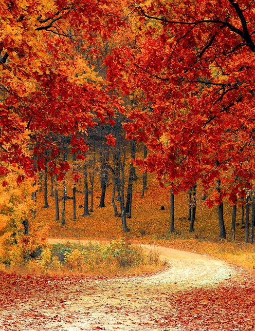Doreenyy88's tweet photo. Autumn is always so sad. The green leaves that were filled with vitality yesterday suddenly turned yellow. https://t.co/Fewu2tUtJe