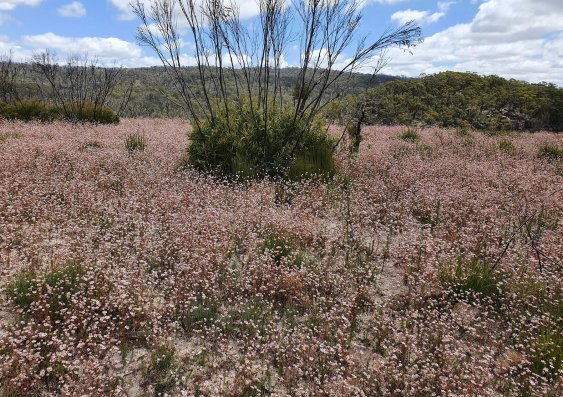 New open access paper out in @GlobalChangeBio: 'Multi-taxon biodiversity responses to the 2019–2020 Australian megafires' doi.org/10.1111/gcb.16… Pic of Pink Flannel Flowers by John Porter
