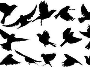 FlashFrontier's tweet image. Submissions are now open, until November 30th, for our International Manu (Birds) Issue 🕊️🦉🦩🦜 #flashfiction #submissionsopen #manu #birds