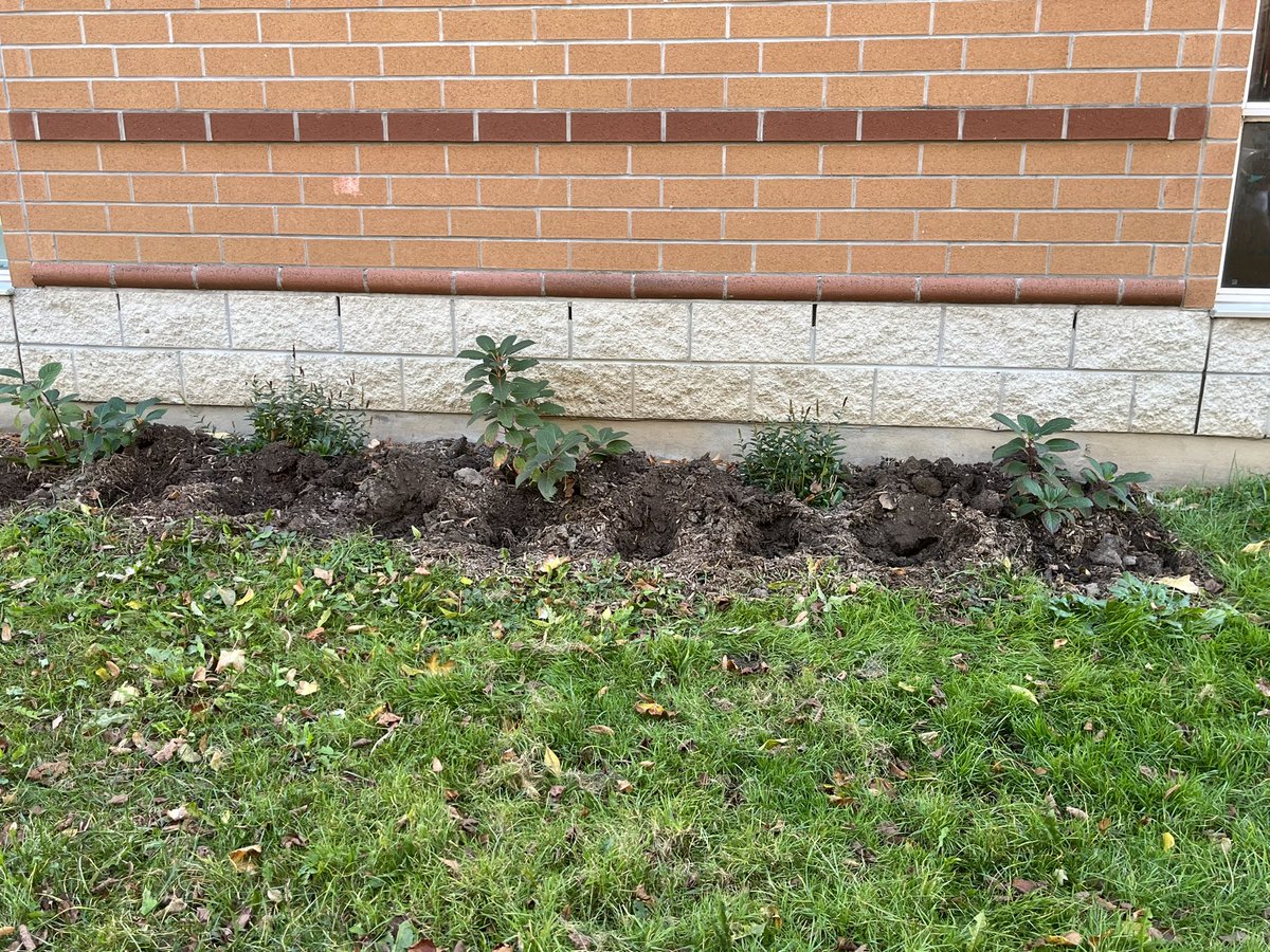 Lord Dufferin PS (@tdsb_lordduf) on Twitter photo Busy start to our week <a href="/tdsb_lordduf/">Lord Dufferin PS</a> in one day: gardening for next spring’s beautification, football championship game and the start to our painting club! Wow <a href="/DufferinJs/">Lord Dufferin Jr & Sr Public School Parent Council</a> are proud <a href="/tdsb/">Toronto District School Board</a> <a href="/LC4_TDSB/">Learning Centre 4</a> <a href="/VoteWilliamsTO/">Deborah Williams</a> Busy start to our week <a href="/tdsb_lordduf/">Lord Dufferin PS</a> in one day: gardening for next spring’s beautification, football championship game and the start to our painting club! Wow <a href="/DufferinJs/">Lord Dufferin Jr & Sr Public School Parent Council</a> are proud <a href="/tdsb/">Toronto District School Board</a> <a href="/LC4_TDSB/">Learning Centre 4</a> <a href="/VoteWilliamsTO/">Deborah Williams</a>