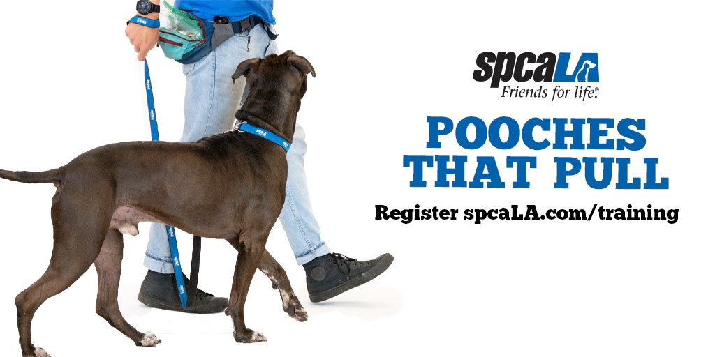 spcaLA's tweet image. Sign-up now for Pooches That Pull, a 4-week class that focuses on loose-leash walking. 

Class begins Wednesday the 25th at 6pm. Enroll now! tinyurl.com/y5cl7g66

#spcaLAtraining #PositiveReinforcement #DogTraining