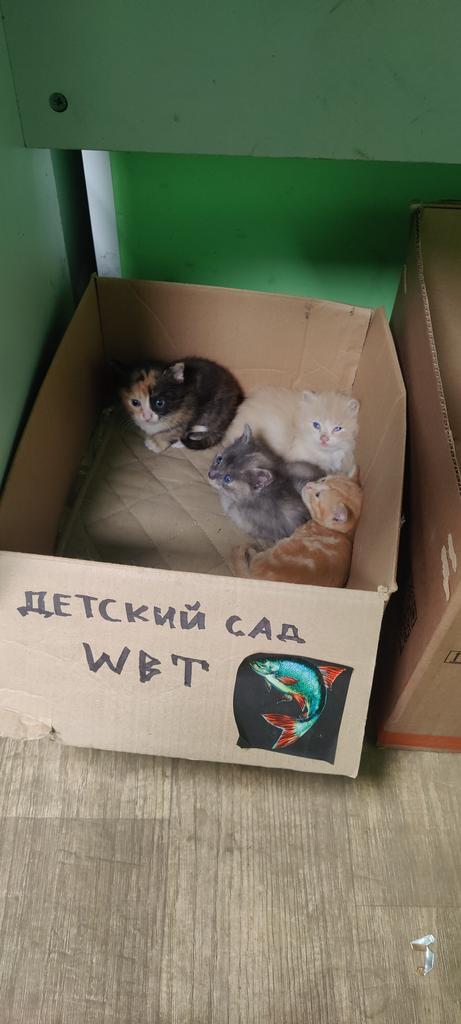 sashenot's tweet photo. Кто хочет себе милого чмоню-пиздюка??? К нам кошка на склад сразу несколько принесла. Пишите в директ. И репост пожалуйста тоже! https://t.co/a1tAAdoAQ4