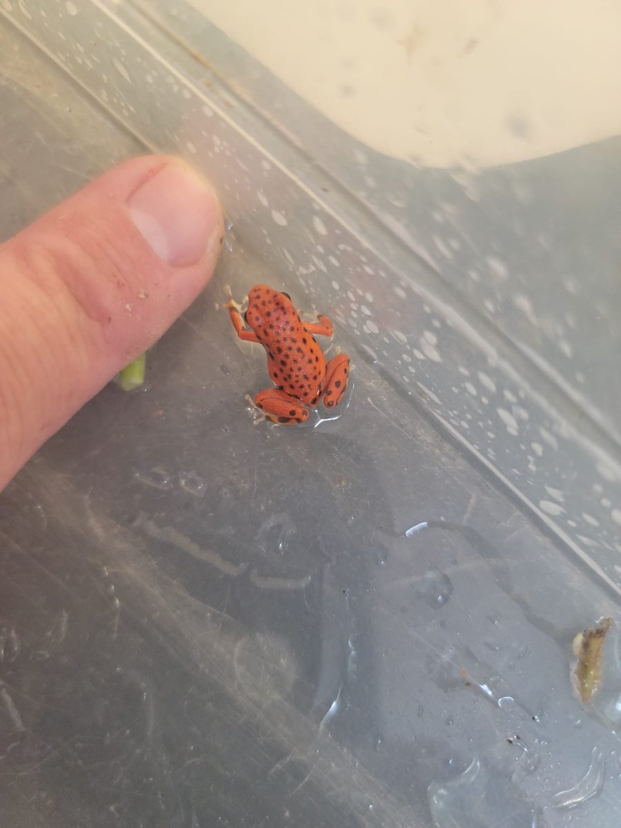 DartDen's tweet photo. Oophaga pumilio 'Cemetery' https://t.co/I5Zf9EyBOG