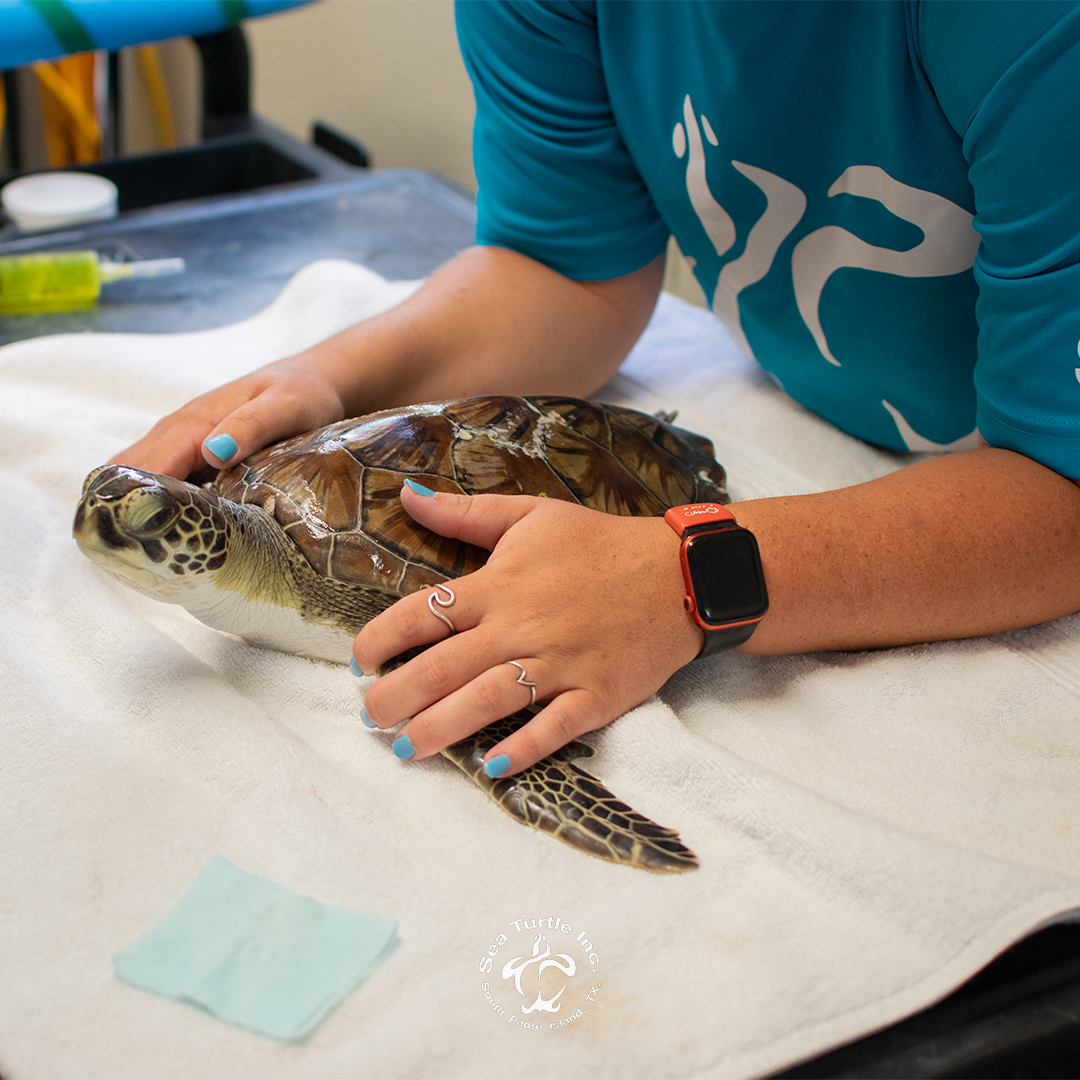 SeaTurtleInc's tweet photo. 🏥💖 Healing one sea turtle at a time! With every step of the rehabilitation process, these sea turtles continue to demonstrate a unique will to get better and continue on their journey. 💖 Here's to helping more turtles and oceans heal! 

#SaveTheTurtles #SeaTurtleLove 🐢🐢 https://t.co/GgL4rlErJX