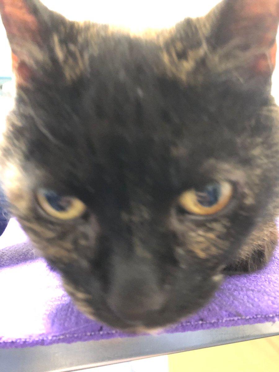 AnnaCiclismo tweet media