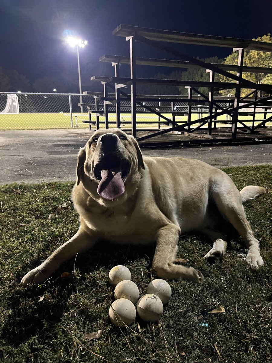 mac_dean's tweet image. Me: Maybe we’ll find ball tonight
Bailey: Hold my beer.