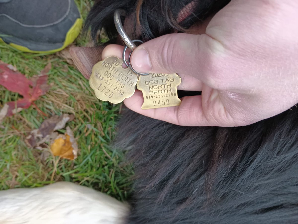 Anyone locally missing a dog? Turned up at the Donegal Community Christian School late this afternoon. 
Would love to find the owner! Message me if you know who’s it is. Friendly dog just lost.