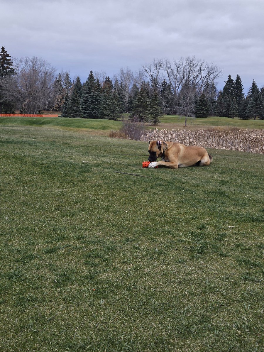 Myles Johb tweet media