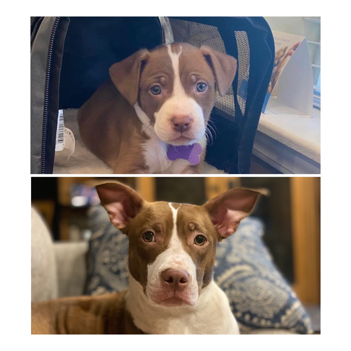 TaraRowe1969's tweet photo. @Dalbodog What until he/she is older. If I’d of known her ears would only stay up I would have named her Dobby instead of Raja. https://t.co/WkFcV3CME9