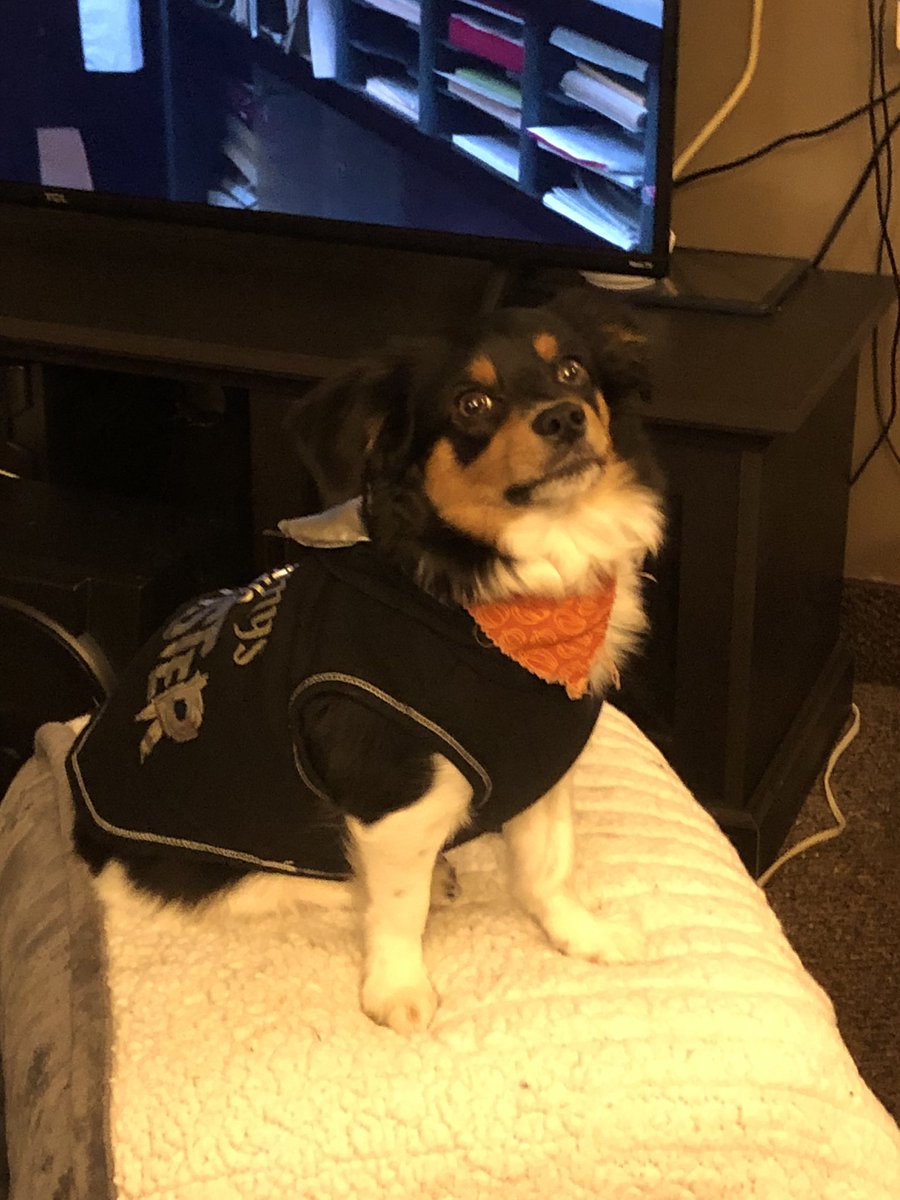 Elroy is all decked out for some treats!!! 🐶⚰️🪦🎃 👻 🤡💀☠️👽👾🤖 #Elroy