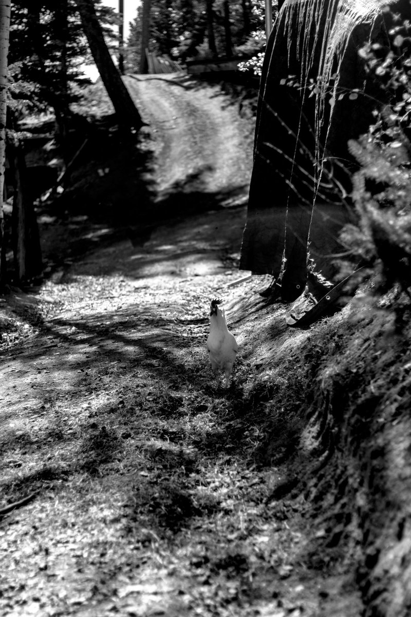 sydwrite's tweet image. "Friends at The Castle", photography, by Sandra Dalton

#blackandwhite 
#monochrome
#noiretblanc
#fineartphotography
#sandradaltonphotography
#chickens
#bishopcastle