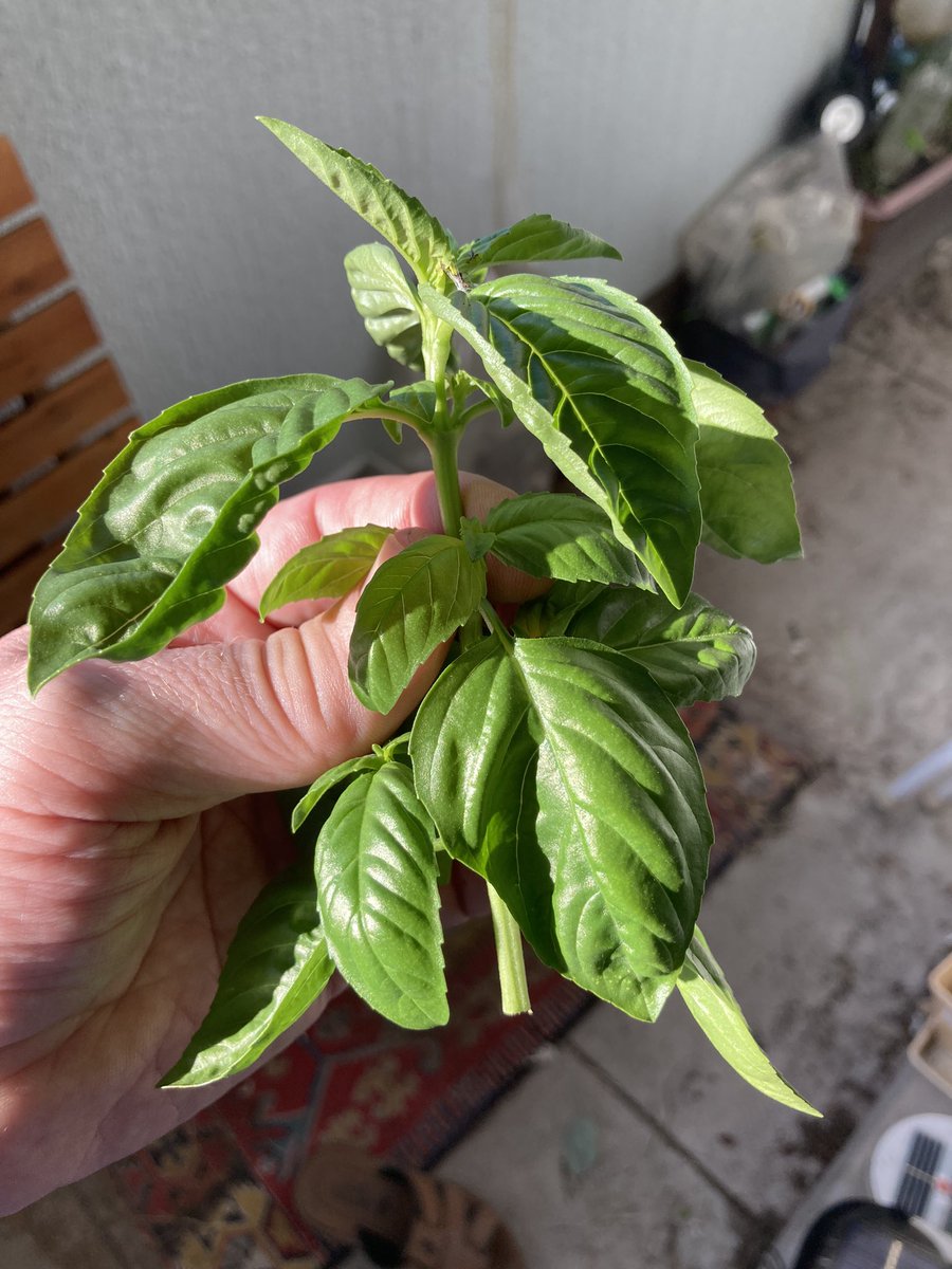 Dan_Kiko_Murray's tweet photo. I have 3 #basil 🌿 plants that survived and are even getting stronger. drinking some 🌿 tea from my fresh basil with turmeric, apple cider vinegar, lemon 🍋 chilies 🌶️ and ginger 🫚 #basiltea #verandagarden #verandagardening #verandagardens #danieljamesmurray #danieljmurray https://t.co/HmEn19OZHU