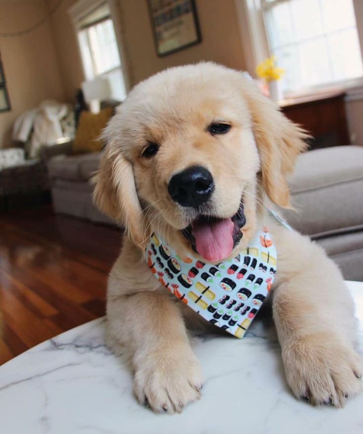 Adorable puppy are so cute 🥰🐶💗🐶🥰