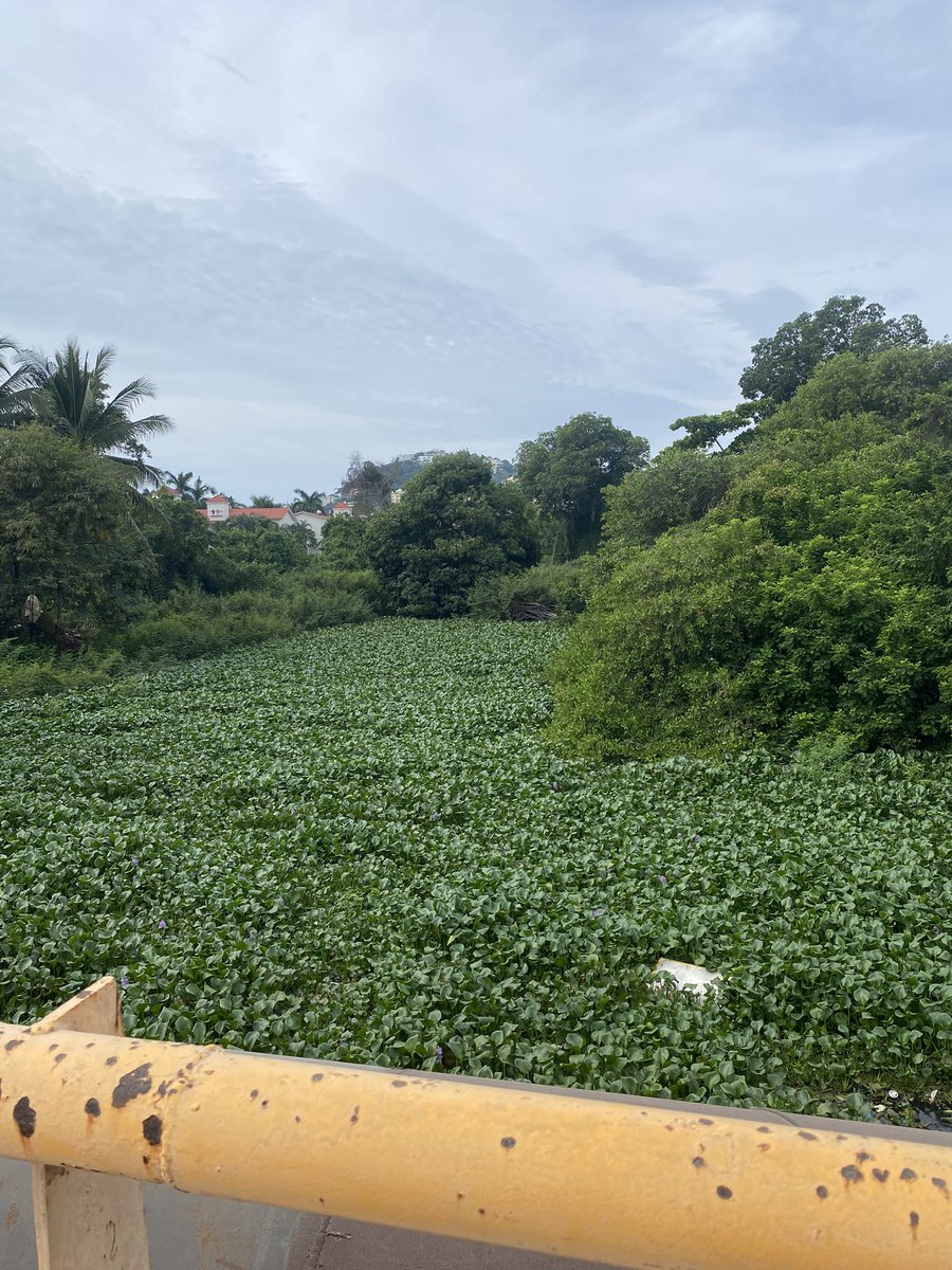 Viene otro huracán y no limpian el brazo de la Laguna q desemboca al Revolcadero nos arriesgamos a otra inundación #acapulco <a href="/AbelinaLopezR/">Abelina López Rodríguez</a> <a href="/hoy_acapulco/">Denuncia Ciudadana Acapulco 🇲🇽</a> <a href="/AcapulcoGob/">Gobierno de Acapulco</a> <a href="/FideturAcapulco/">Fidetur Acapulco</a> <a href="/hbdaoficial/">Habla Bien de Aca</a> <a href="/acapulco/">Acapulco</a> difundan