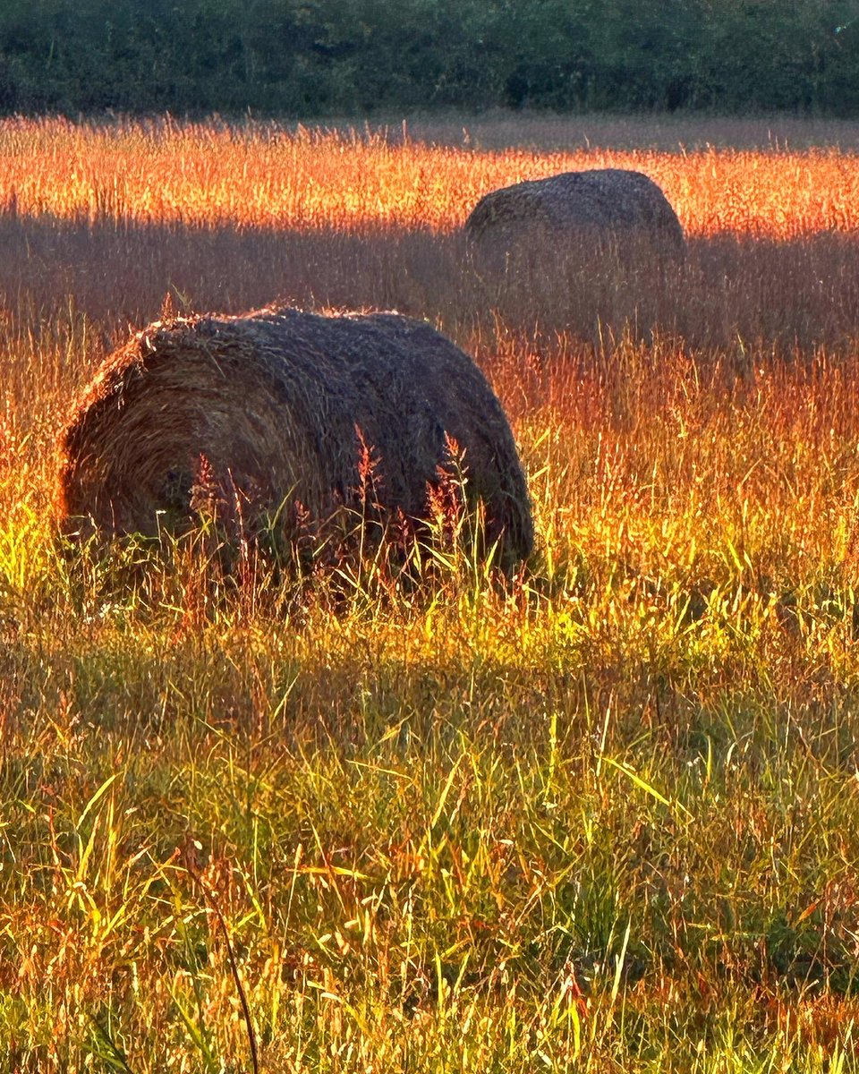ChuckWhiting's tweet image. Waving fields of gold on a bright, sunny, late afternoon in Middle #Tennessee. The beauty… the peacefulness… a soft breeze... I’m out beyond the well-trodden path, where only a few people ever plod. Come meet me there. #ChuckWhiting #FieldsofGold #MusicCityArts