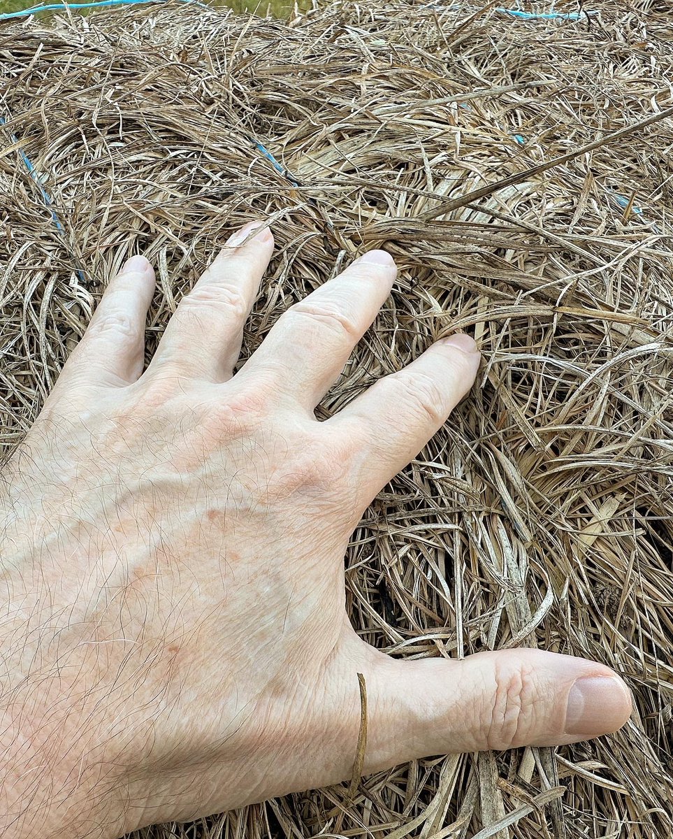 ChuckWhiting's tweet image. Waving fields of gold on a bright, sunny, late afternoon in Middle #Tennessee. The beauty… the peacefulness… a soft breeze... I’m out beyond the well-trodden path, where only a few people ever plod. Come meet me there. #ChuckWhiting #FieldsofGold #MusicCityArts