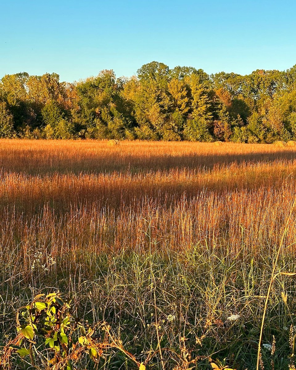ChuckWhiting's tweet image. Waving fields of gold on a bright, sunny, late afternoon in Middle #Tennessee. The beauty… the peacefulness… a soft breeze... I’m out beyond the well-trodden path, where only a few people ever plod. Come meet me there. #ChuckWhiting #FieldsofGold #MusicCityArts