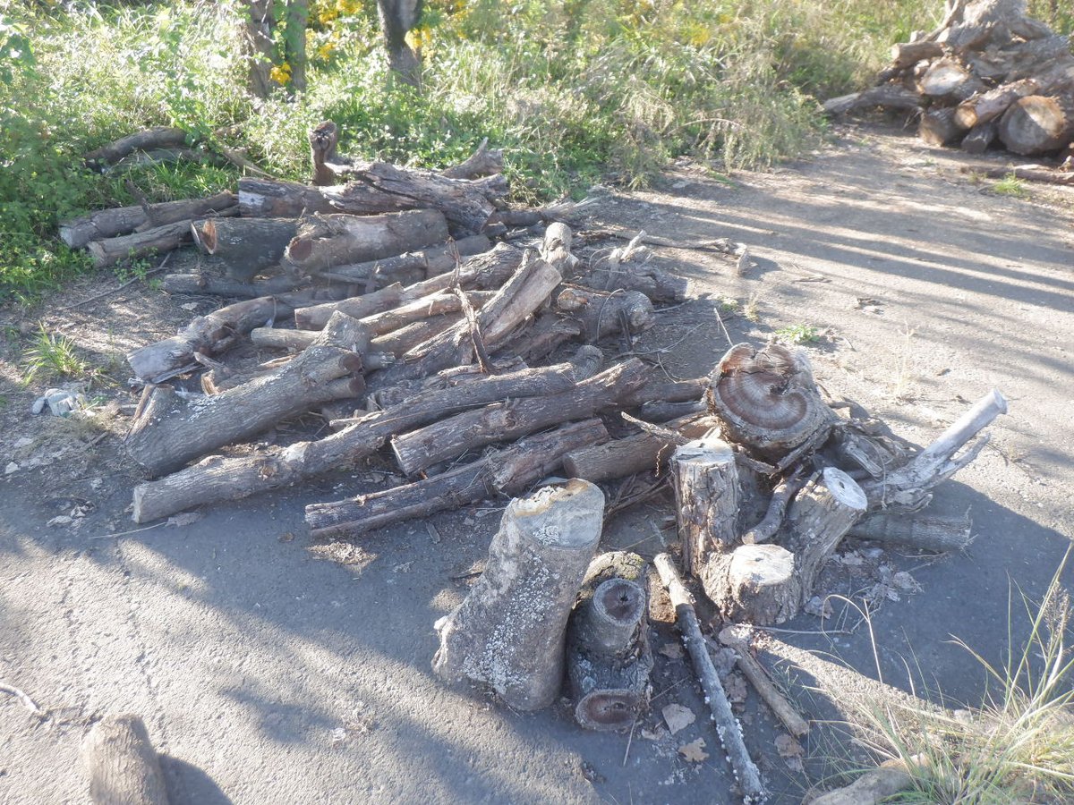 渡良瀬遊水地の親水多目的ゾーンにて、伐採した樹木の無料配布を実施中