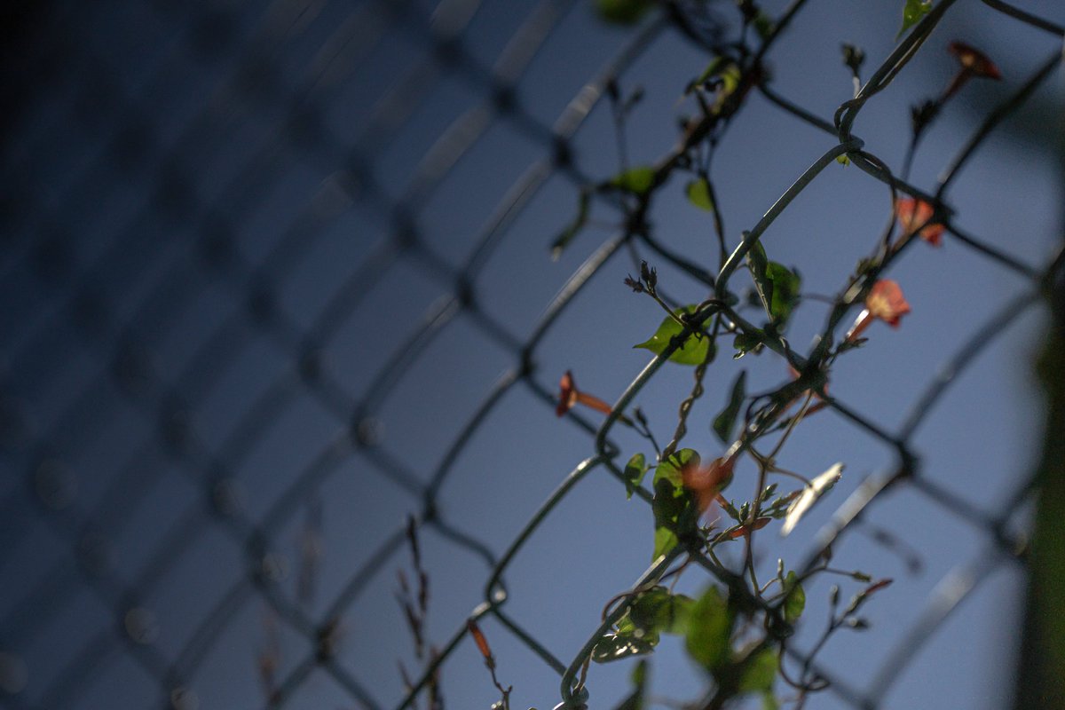 フェンスに絡みつく草花が好き( ꒪⌓꒪)

#キリトリセカイ
#写真好きな人と繋がりたい
#yamaty8010snap
