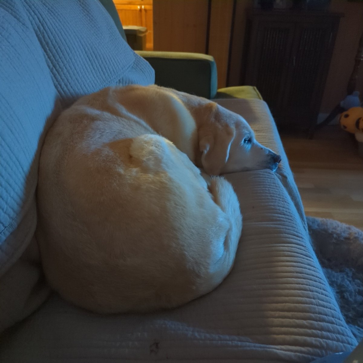 Susan DiClemente tweet media