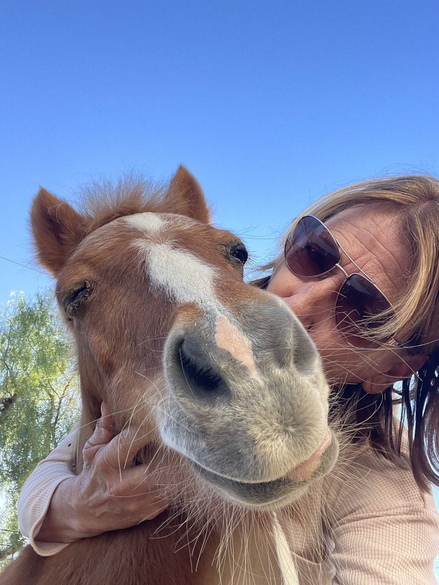 IndependentRed4's tweet photo. @Delidog I kissed her for you and she’s not even pinning her ears! #AngryMini https://t.co/BmCEH2zn1I