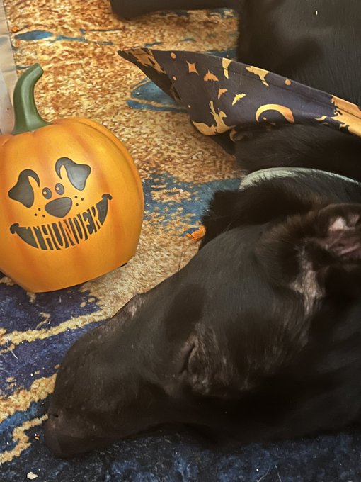 And here&rsquo;s my Thunder. Fierce protector GSD x Australian Shepherd and 💯 good boy. Then the cuddly version<a href="/tag/gsd"class="tags"><span>#gsd</span></a><a href="/tag/thunder"class="tags"><span>#thunder</span></a><a href="/tag/mydogiscute"class="tags"><span>#mydogiscute</span></a>