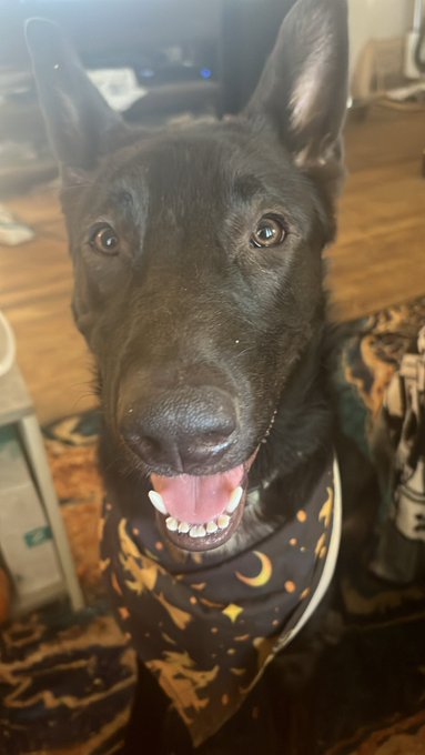 And here&rsquo;s my Thunder. Fierce protector GSD x Australian Shepherd and 💯 good boy. Then the cuddly version<a href="/tag/gsd"class="tags"><span>#gsd</span></a><a href="/tag/thunder"class="tags"><span>#thunder</span></a><a href="/tag/mydogiscute"class="tags"><span>#mydogiscute</span></a>