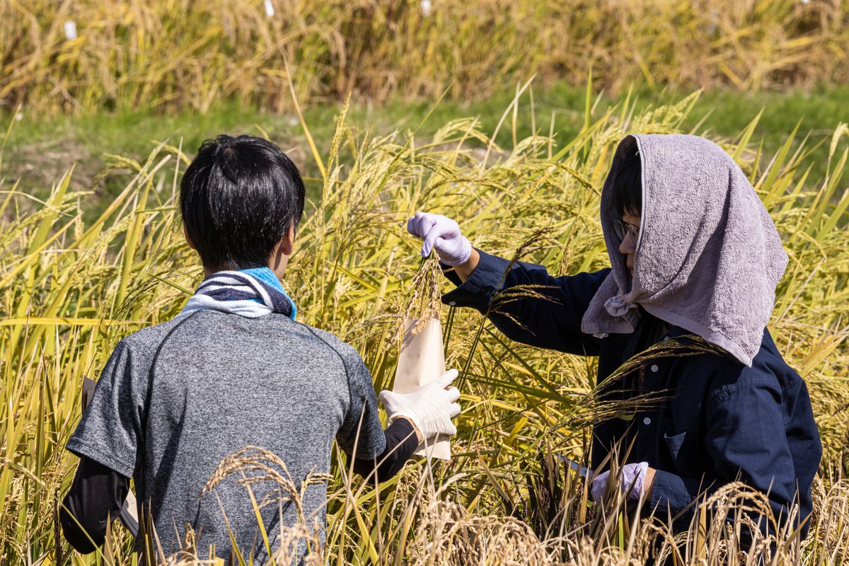 NagoyaUniv's tweet photo. You might imagine top scientists in a bright white laboratory, but many of our bioagricultural sciences @nu_agr_seikan researchers spend half their time up to their ankles in mud at our farm caring for and sampling the specimens that their hard work in the lab created. https://t.co/cgZdiuurxi