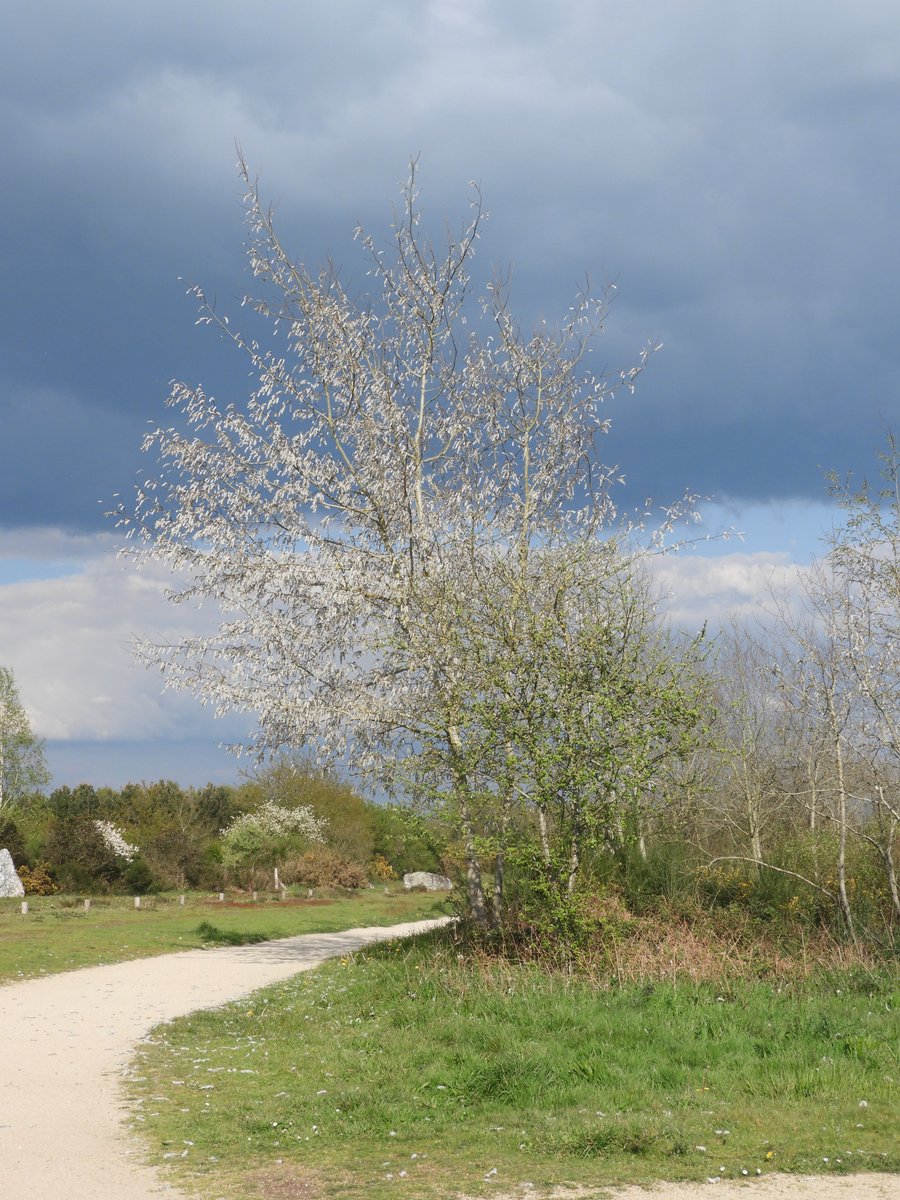 art_litter95983's tweet photo. Bien que moins connu que les alignements de Carnac, le site de Saint-Just (Redon, Ille-et-Vilaine) est le 2e site mรฉgalithique de France. Il comporte une trรจs grande variรฉtรฉ de mรฉgalithes s'รฉchelonnant de 4 500 ร 1 500 ans avant J.-C. #MagnifiqueFrance #FranceMagique #ePHOTOzin https://t.co/InqsYyedPI