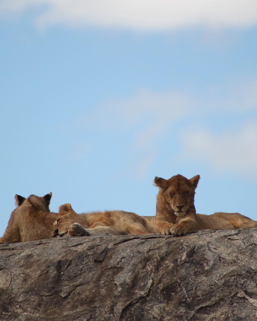 dullahwildlife's tweet photo. The Serengeti is famous for its population of lions. It's home to a diverse range of wildlife, including these majestic big cats. Lions are often spotted in the Serengeti, and the area is known for its incredible lion viewing opportunities, especially during the Great Migration.. https://t.co/YVI4DKx5Fv