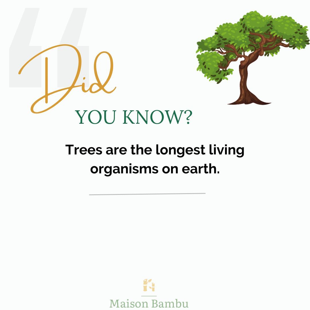 So look at a tree today and pay some respect!!

#planttrivia #biophilicdesigns #biophilcdesigner #maisonbambu #maisonbambuliving #sustainableliving #sustainable #ecofriendly #ecofriendlyliving #interiordesignersbangalore #biophilia #urbangreen