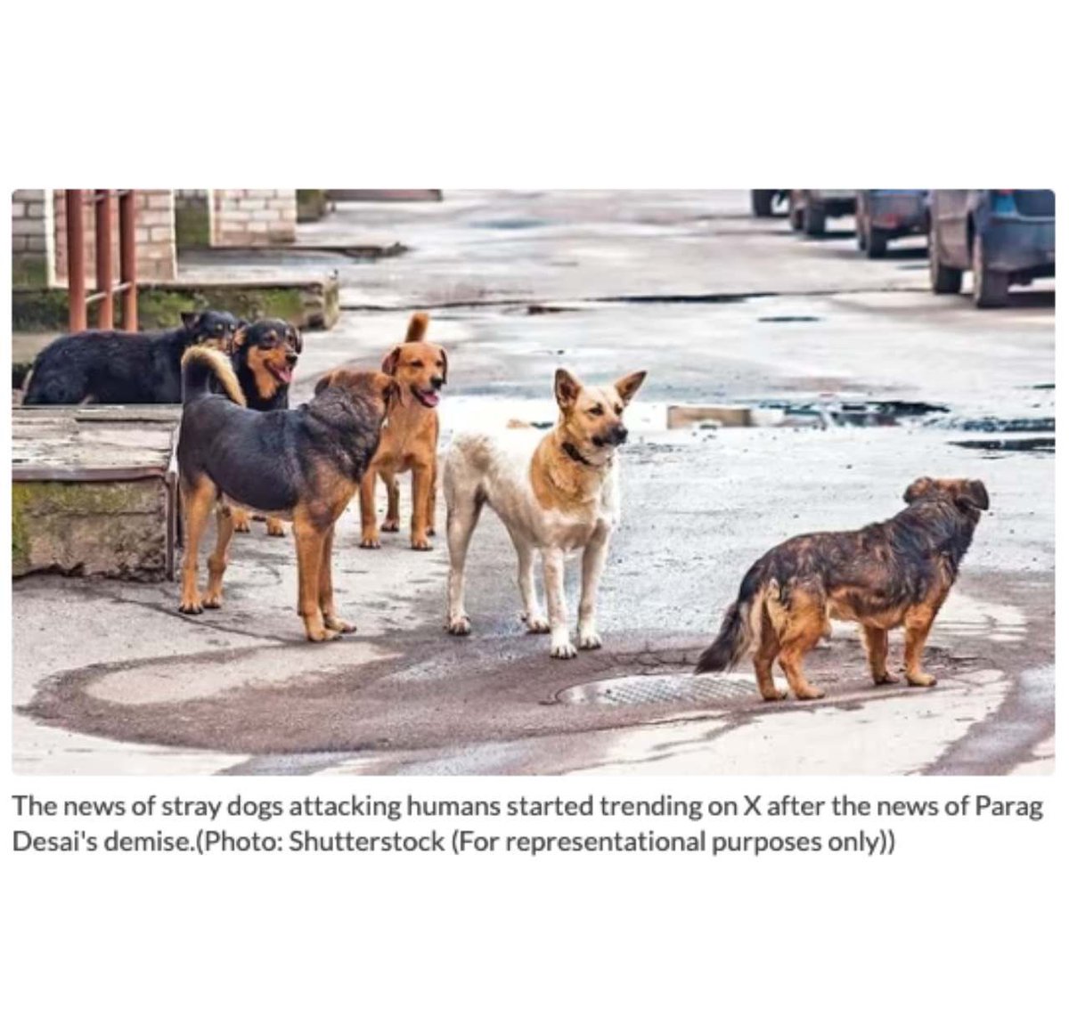 📢 Tragedy Strikes: Fatal Dog Attack Spurs Urgent Stray Dog Control Call! thesoulfulpage.com/parag-desai-do… #ParagDesai #StrayDogMenace #PublicSafety #CallForAction #TragicLoss #StrayDogs #UrgentAppeal #SafetyConcerns #IndiaNews #CommunitySafety #TheSoulfulPage