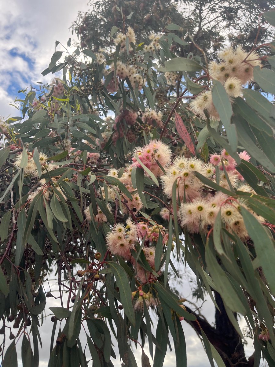 How pretty is this? I think its Eucalyptus Kondinensis ~20years old and I've only seen it with white/cream flowers before. What makes it produce a different colour flower? #AskTwitter Its a very dry year but it's mates alongside have all white flowers.