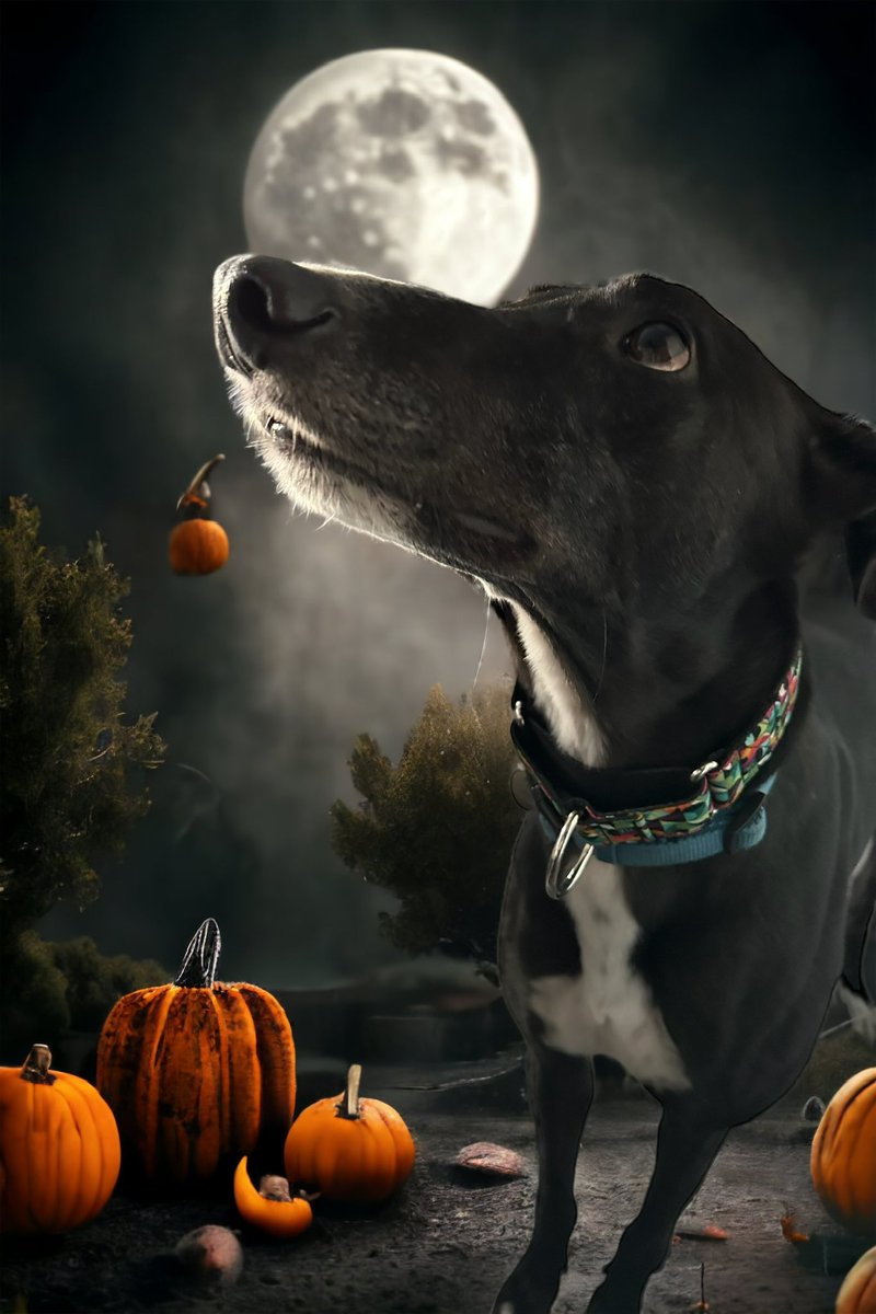 paddythegreyt's tweet photo. Och no! Itโs nearly Howloween! ๐ป๐ Hope your hoomans are considering you in their planning so that we can all have a howling good time! ๐๐พ๐พ
#HalloweenWithPets #PaddyTheGreyhound #SpookyAndSafe #Halloween2023 #dogsatHalloween #dogsofX https://t.co/4yyobETxny