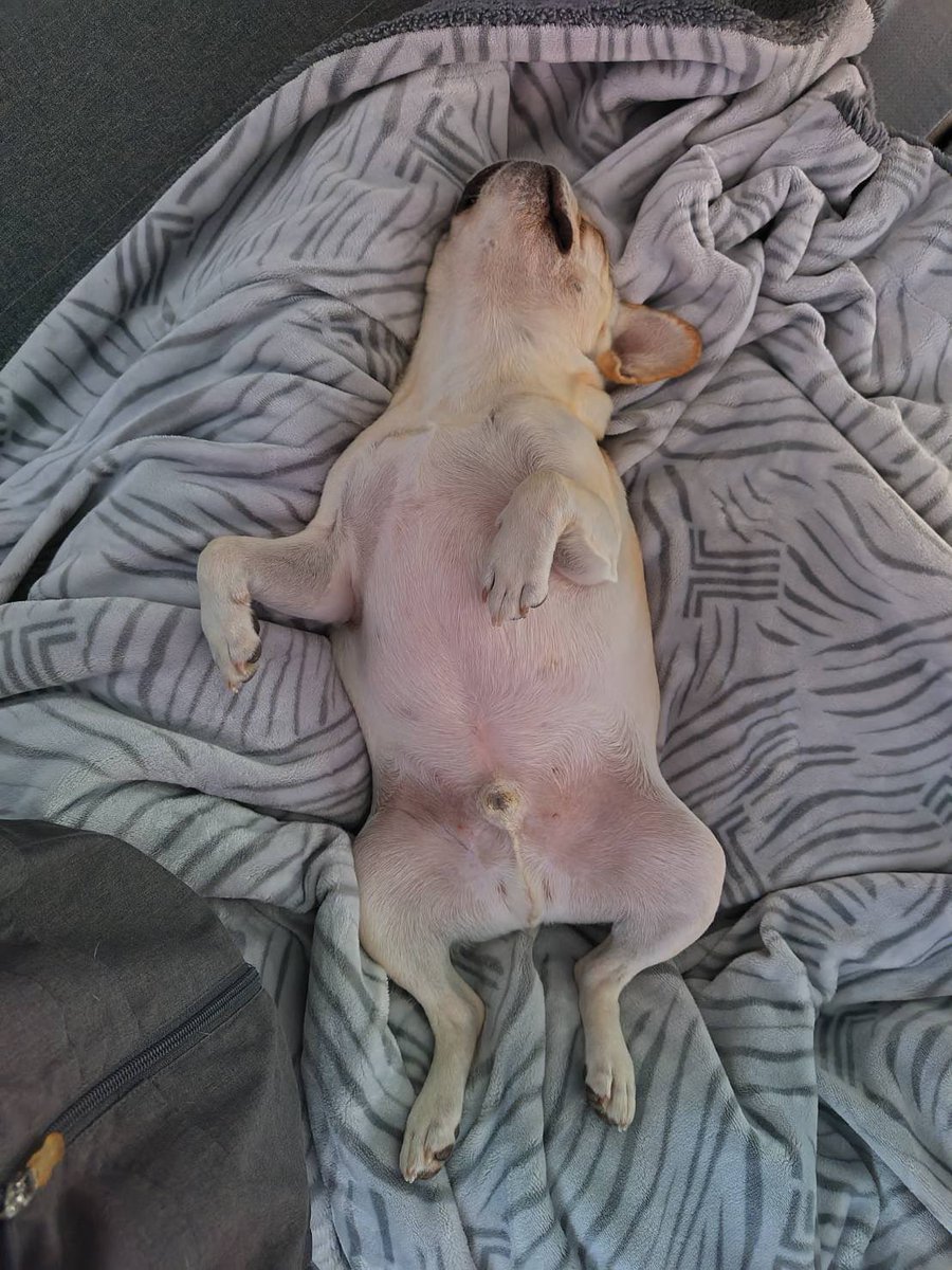 eke_big's tweet photo. 昼の犬 https://t.co/FhKzjYUKD1
