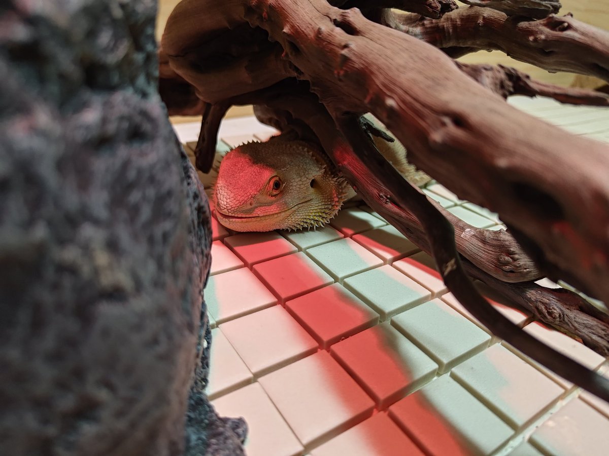 opimaruchiyo's tweet photo. 寝起きかげちか🦎

#フトアゴヒゲトカゲ #フトアゴ #爬虫類 #witblits #beardeddragonひ https://t.co/aKMjmaH55H