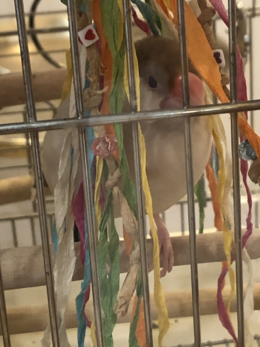 okamebell's tweet photo. 文鳥の日おめでとう！
しじみちゃんとほたてちゃん、ふれあい中に写真撮り忘れました😅
 #ことりカフェ上野本店 https://t.co/evWodbymMH