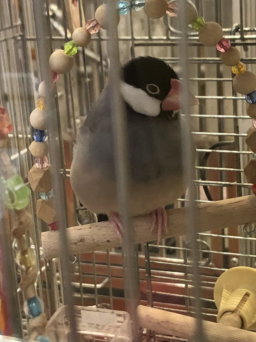 okamebell's tweet photo. 文鳥の日おめでとう！
しじみちゃんとほたてちゃん、ふれあい中に写真撮り忘れました😅
 #ことりカフェ上野本店 https://t.co/evWodbymMH