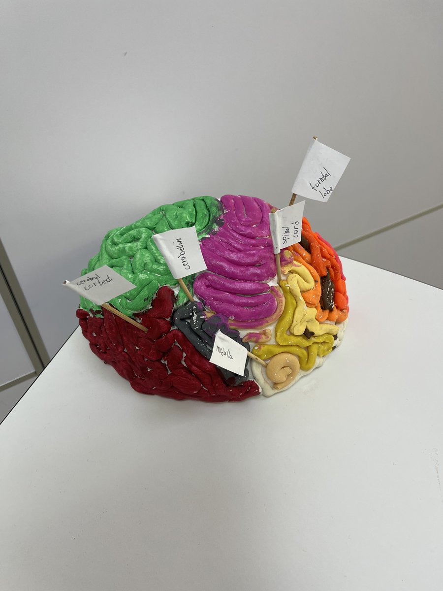 AISsharjah's tweet photo. Our Grade 9 students' incredible models of the human brain are nothing short of impressive!🧠

#AISJrSecondary #AISBiology #AISJourneyToSuccess https://t.co/rA9l1irM35