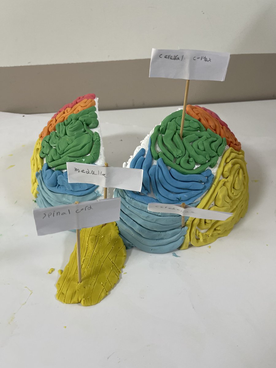 AISsharjah's tweet photo. Our Grade 9 students' incredible models of the human brain are nothing short of impressive!🧠

#AISJrSecondary #AISBiology #AISJourneyToSuccess https://t.co/rA9l1irM35