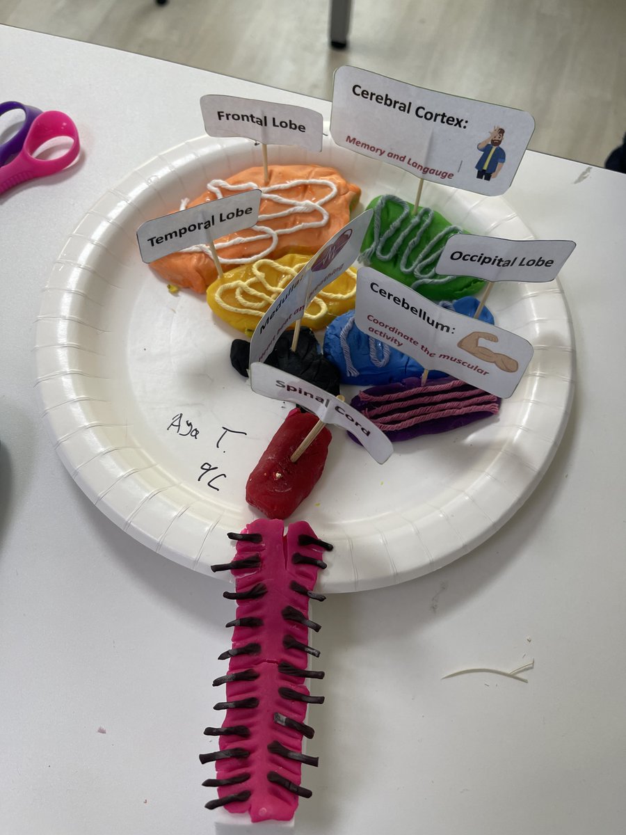 AISsharjah's tweet photo. Our Grade 9 students' incredible models of the human brain are nothing short of impressive!🧠

#AISJrSecondary #AISBiology #AISJourneyToSuccess https://t.co/rA9l1irM35