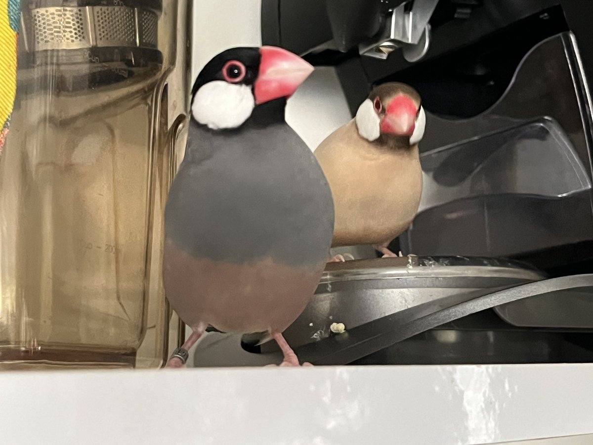 LeLoulet's tweet photo. Aujourd’hui c’est le « Java Sparrow Day », la journée des Paddas de Java! Alors bonne fête à tous ces petits oiseaux qui nous apportent tant d’amour! ❤️❤️ #paddadejava #javasparrow #buncho https://t.co/nBuhemXHiy