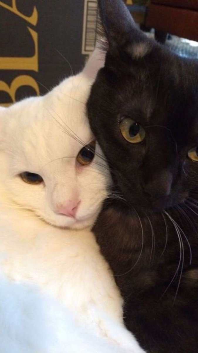 ShouldHaveCat's tweet image. Couple