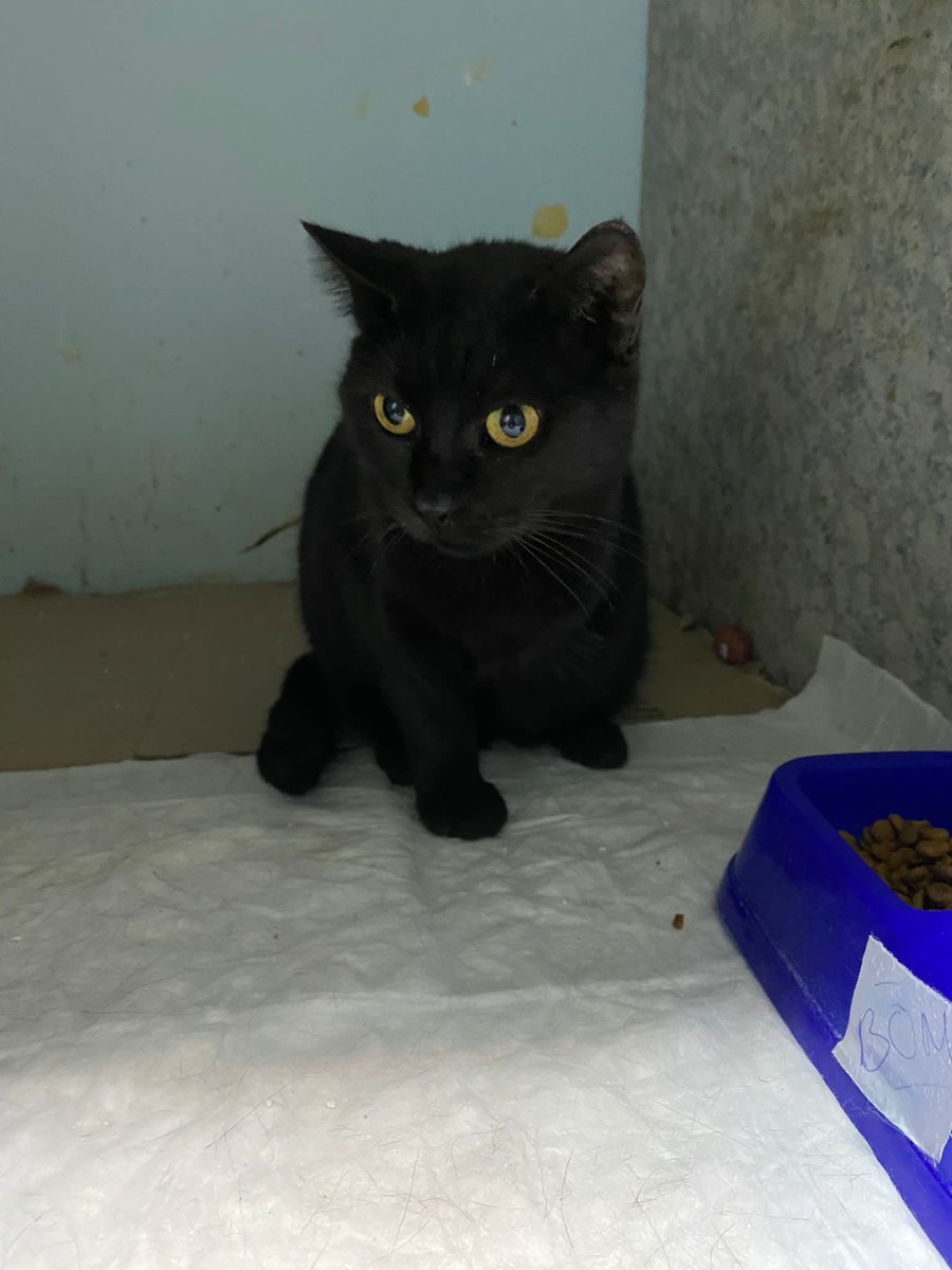 Ankara 
tam 5 aydır kafesteymiş bu çocuk. 
böbrek hastası ve fiv ve 3 patili😔
çok yaşamaz demişler ama direniyormuş.
evinde kedisi olmayan sakin bir yuva arıyoruz. ömür boyu masrafı karşılanacak. 
sonu gelecekse de ev ortamında sevilerek gelsin.