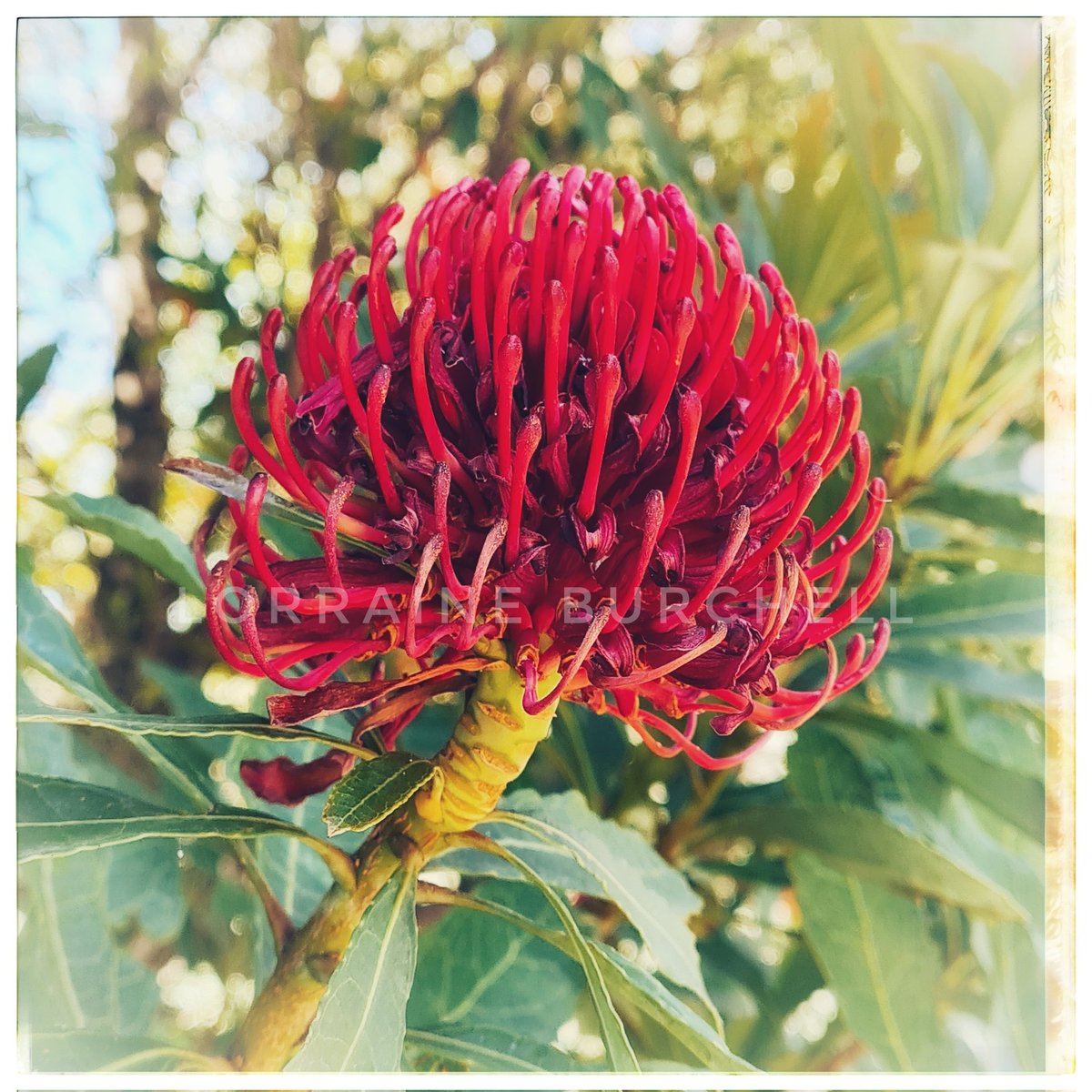 LorraineHDx's tweet photo. If you need a #TimelineRefresh, here is a beautiful #Waratah I saw today at #MtTomahBotanicGardens 

Floral emblem of #NSW Telopea speciosissima.

Nature has a wonderful ability to refresh the soul. https://t.co/i7LO1ZH8By