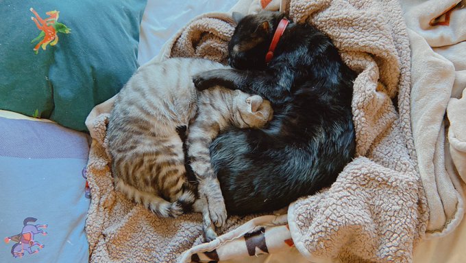 今日の寝床 https://t.co/QvUS6cAuHv