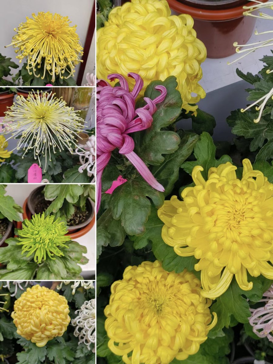Amazingsichuan's tweet photo. Before and after the #Chongyang Festival, people in #Sichuan Province have the #custom of climbing #mountains to pray for blessings and admire chrysanthemums. The act of "climbing high" #symbolizes progress and prosperity, while "high" also signifies longevity. https://t.co/jYwuBYsvP4
