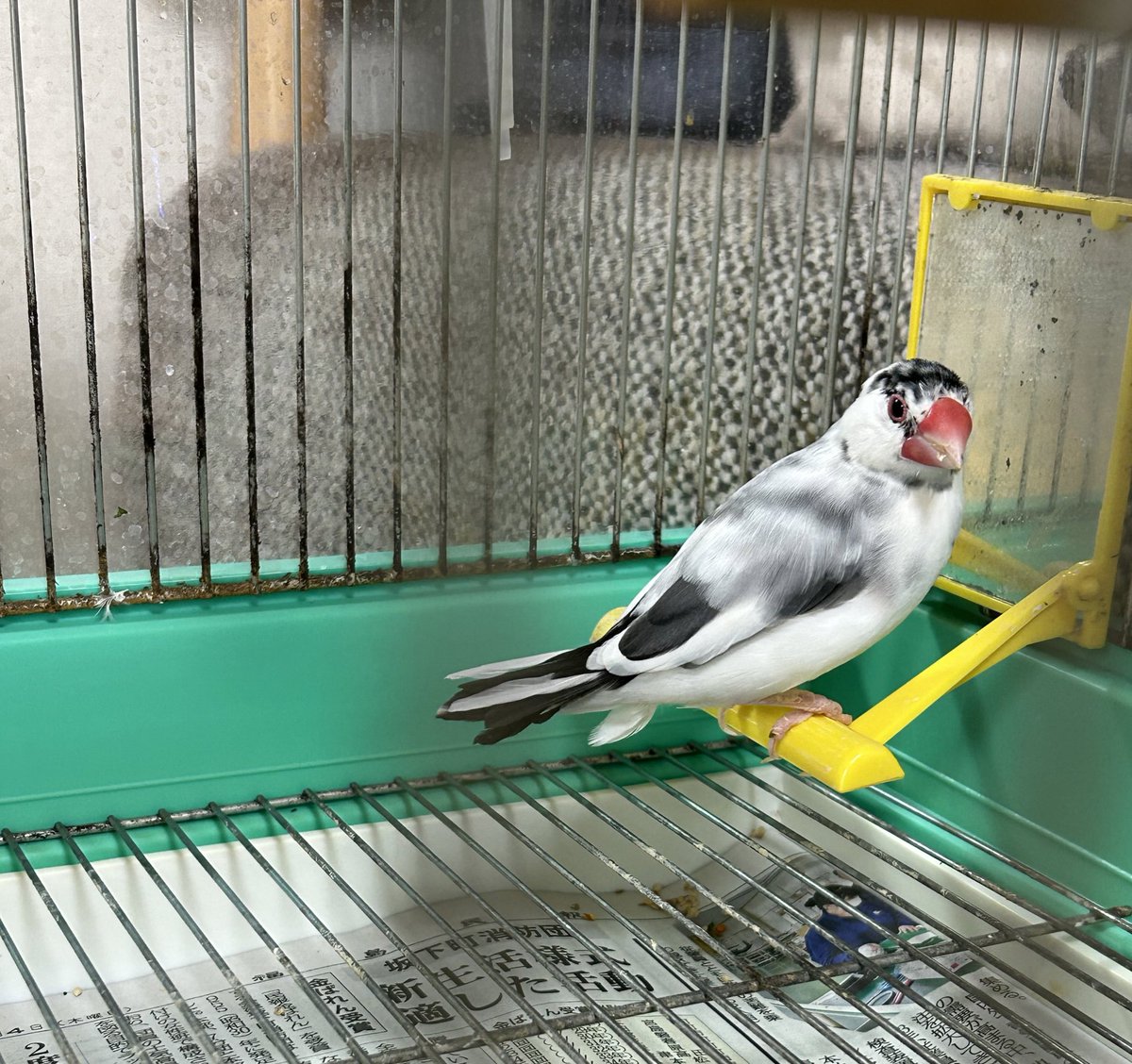 caramelunva's tweet photo. さくちゃん
#文鳥の日 https://t.co/2SxbKHNlkV