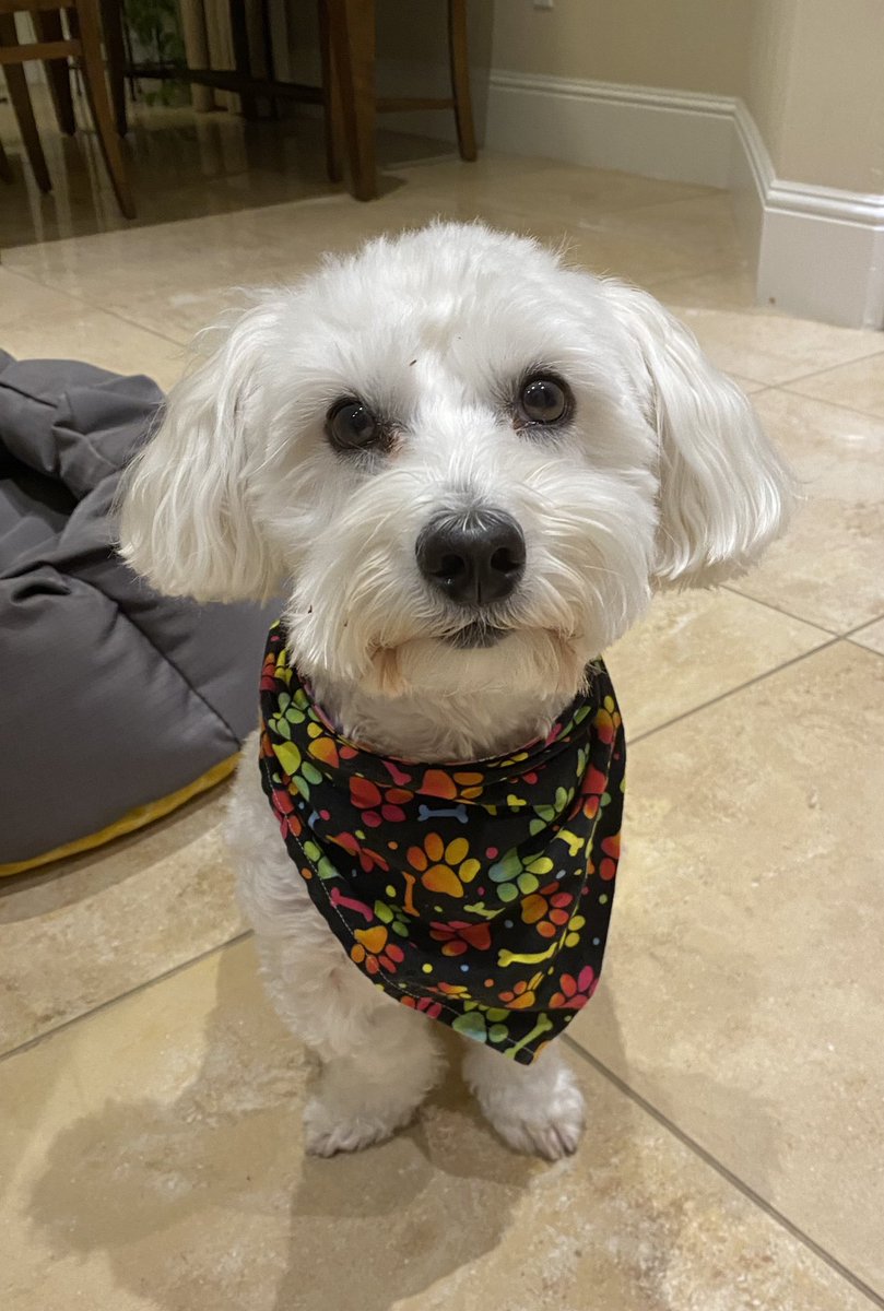 SirBailey2's tweet photo. This face. Got me’s: A Carr’s Table Water Cracker (Original) 😁🐶🐾 #score #didnthasttoshare #dogsoftwitter #dogsofx #adogslife #doggo #pets 💚 https://t.co/HPZ7Ozt623
