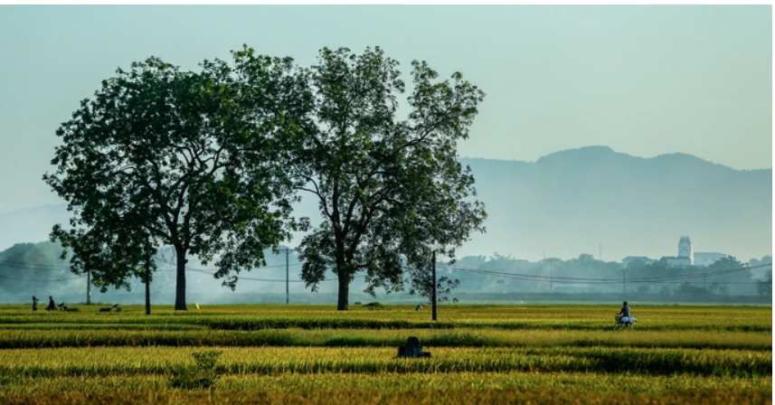 The beautiful season of ripe rice leaves you in awe
